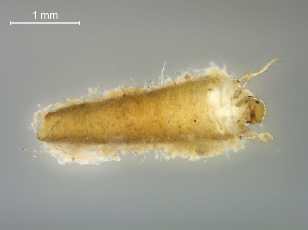 Ceraclea senilis
